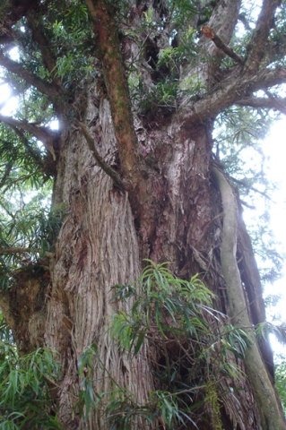 Podocarpus henkelii trunk with elaboration